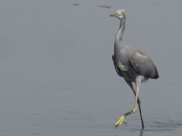 Panaji